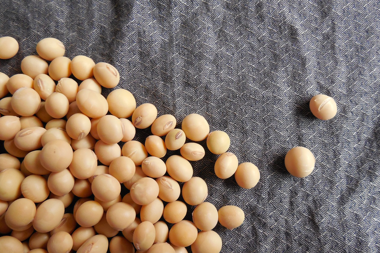 soybeans2-182295_1280